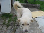 White Doggy - Mixed Breed Dog