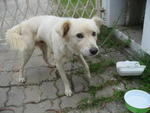 White Doggy - Mixed Breed Dog