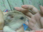 PF1942 - Short Dwarf Hamster Hamster