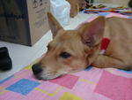 Mochi - Mixed Breed Dog