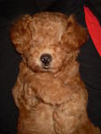 Ricky - Poodle Dog