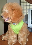 Ricky - Poodle Dog