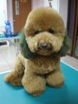 Rui Rui - Poodle Dog