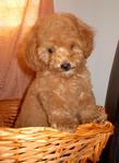 Rui Rui - Poodle Dog