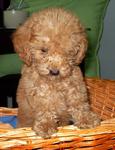 Rui Rui - Poodle Dog