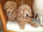 Rui Rui - Poodle Dog