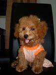 Rui Rui - Poodle Dog