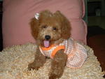 Rui Rui - Poodle Dog