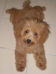 Rui Rui - Poodle Dog