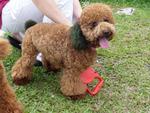 Rui Rui - Poodle Dog