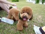 Rui Rui - Poodle Dog