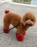 Rui Rui - Poodle Dog