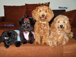 Rui Rui - Poodle Dog