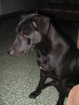 Boy Boy - Labrador Retriever Mix Dog