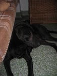 Boy Boy - Labrador Retriever Mix Dog