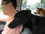Boy Boy - Labrador Retriever Mix Dog