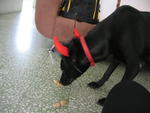 Boy Boy - Labrador Retriever Mix Dog