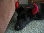 Boy Boy - Labrador Retriever Mix Dog