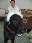 Boy Boy - Labrador Retriever Mix Dog