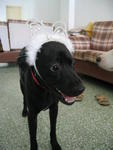 Boy Boy - Labrador Retriever Mix Dog