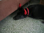 Boy Boy - Labrador Retriever Mix Dog