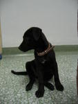 Boy Boy - Labrador Retriever Mix Dog