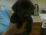boy boy as puppy
