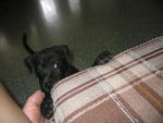 Boy Boy - Labrador Retriever Mix Dog