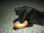 Boy Boy - Labrador Retriever Mix Dog