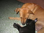 playing with Vincent