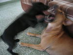 Boy Boy - Labrador Retriever Mix Dog
