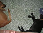 Boy Boy - Labrador Retriever Mix Dog