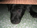 Boy Boy - Labrador Retriever Mix Dog
