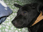 Boy Boy - Labrador Retriever Mix Dog