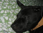 Boy Boy - Labrador Retriever Mix Dog