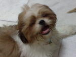 My little brother-6months Shih Tzu