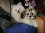 Shih Tsu  and Pomeranian sisters