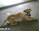 Melody - Mixed Breed Dog