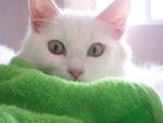 Leah - Turkish Angora Cat