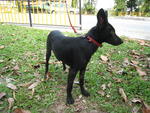 Carly - Miniature Pinscher + Spitz Dog