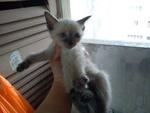 Little Siamese Kitten - Siamese Cat