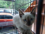 To Be Named By Owner - Siamese + Domestic Short Hair Cat