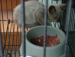 To Be Named By Owner - Siamese + Domestic Short Hair Cat