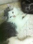 Casper - American Curl + Persian Cat