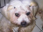 Found Shihtzu Mix -adopted - Shih Tzu + Terrier Dog