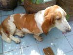 Unknown Hush1120 - Beagle Dog