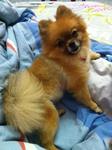 Zan Zan - Pomeranian Dog