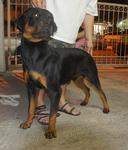 Rottweiler Dog - Rottweiler Dog