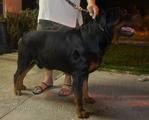 Rottweiler Dog - Rottweiler Dog