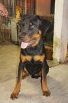 Rottweiler Dog - Rottweiler Dog